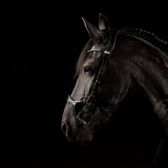 Friesian horse in front of a black background, head portraits from the side in 1:1 format,...