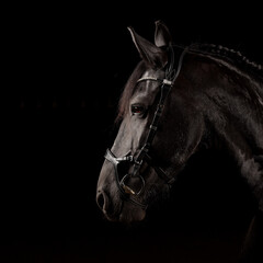 Fototapeta premium Friesian horse in front of a black background, head portraits from the side in 1:1 format, photographed in the studio with flash..