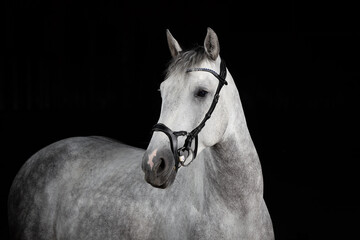 Horse Spanish Pre, landscape format portrait with backline against a black background photographed...