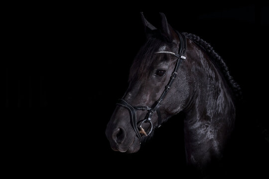 Friesian horse against a black background, head portraits from the side, photographed in the studio..