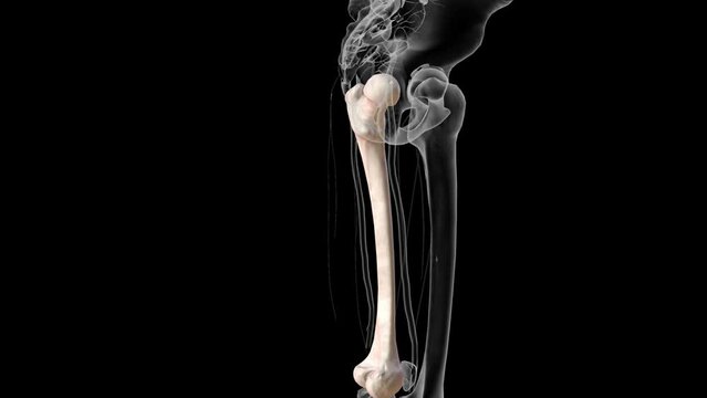 The femur or thigh bone is the only bone in the thigh