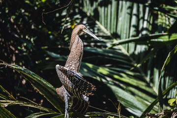 Costa Rica Natural Parks, monkeys, birds and wildlife