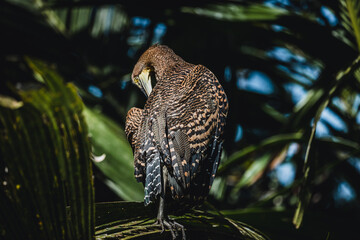 Costa Rica Natural Parks, monkeys, birds and wildlife