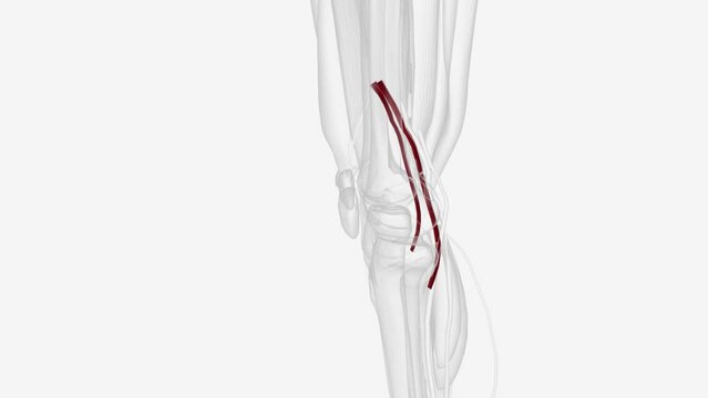 The popliteal artery is a deeply placed continuation of the femoral artery opening in the distal portion of the adductor magnus muscle