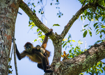 Costa Rica Natural Parks, monkeys, birds and wildlife