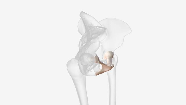 The pubis is one of the three main bones that make up the pelvis