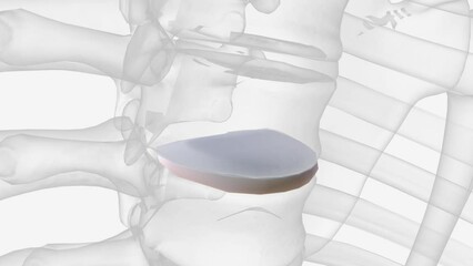 Intervertebral disc of T4 vertebra
