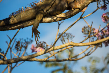 Costa Rica Natural Parks, monkeys, birds and wildlife