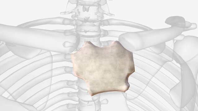 The manubrium is the most superior portion of the sternum. It is trapezoid in shape