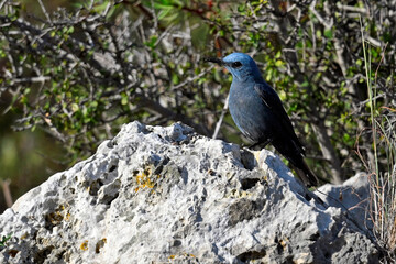 Blue rock thrush, male // Blaumerle (Monticola solitarius), Männchen - Peloponnese, Greece