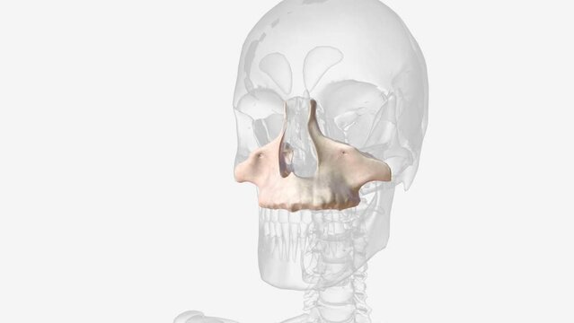 The maxilla, also known as the upper jaw, is a vital viscerocranium structure of the skull