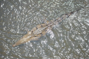 Costa Rica Natural Parks, monkeys, birds and wildlife