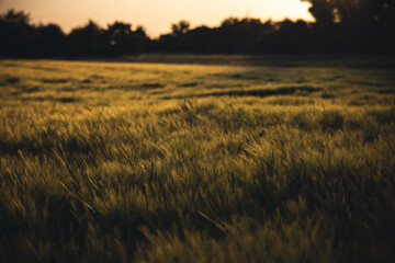 Obraz premium Getreidefeld im Abendlicht