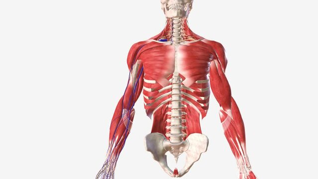 The cephalic vein, along with the basilic vein, is one of the primary superficial veins that drain the upper limb .