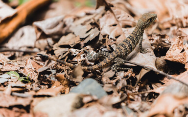 Costa Rica Natural Parks, monkeys, birds and wildlife