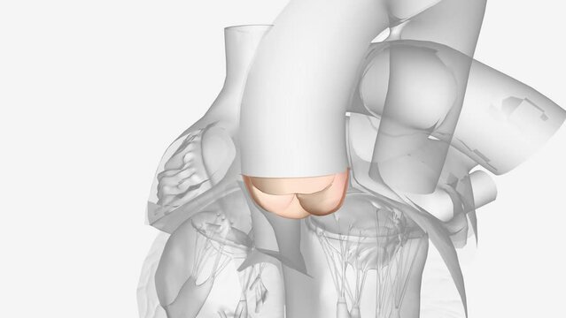 The aortic valve is one of four valves that control blood flow in the heart .