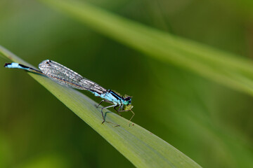 Blaue Libelle auf Grashalm