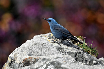 Blue rock thrush, male // Blaumerle (Monticola solitarius), Männchen - Peloponnese, Greece