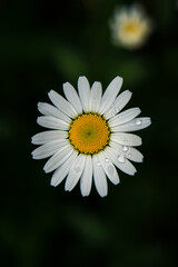 Fototapeta premium Blüte im Detail