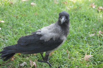 crow 