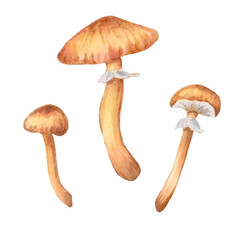 A set of mushrooms. Botanical natural art. Element for your design, products, menus, cafes, bags. Watercolor and marker illustration.Hand drawn isolated.