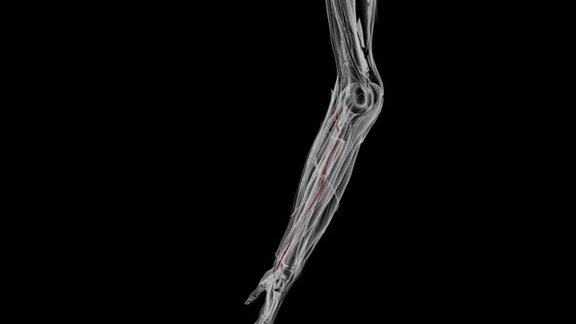 The ulnar artery, along with the radial artery, is responsible for the arterial supply to the forearm and hand .