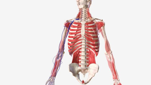 The cephalic vein, along with the basilic vein, is one of the primary superficial veins that drain the upper limb .