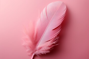 Pink feather on pink background. Flat lay, top view, copy space.