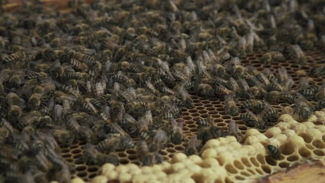 RUCHE ABEILLE MIEL