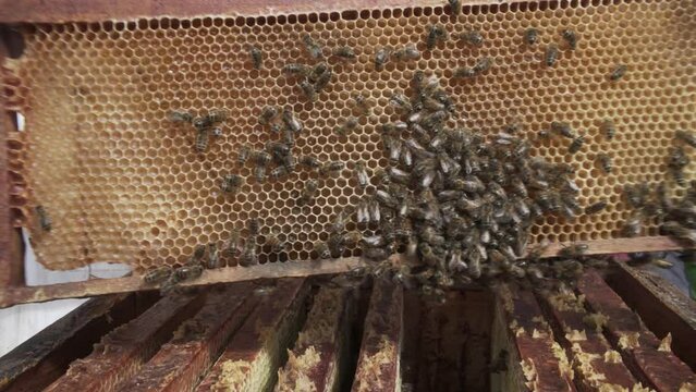 RUCHES ABEILLE MIEL