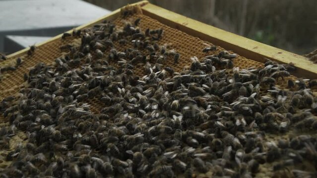 RUCHES ABEILLE MIEL