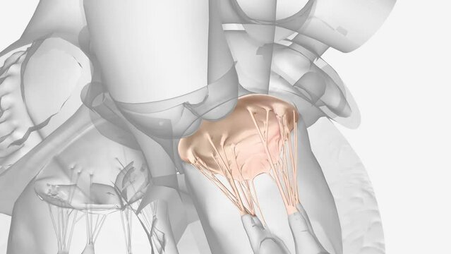 The mitral valve is located between the upper left heart chamber (left atrium) and the lower left heart chamber (left ventricle)