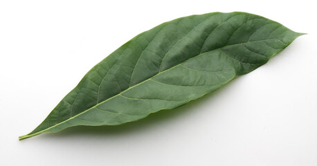 green avocado leaf