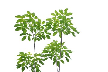 Tropical tree with leaves branches and sunlight, on white isolated background for green foliage backdrop 