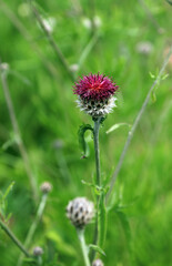 Closeup of a Common Knapweed flower, Somerset, England
