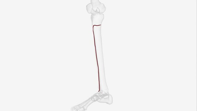 The anterior tibial artery is one of the terminal branches of the popliteal artery. It arises below the popliteal fossa, in the posterior .
