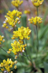 Macro image of Yellow Garlic blooms, Somerset, England
