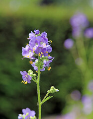 Obraz premium Macro image of a Jacob's Ladder bloom, Devon, England 