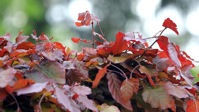 beech hedge in summer, Fagus sylvatica 

