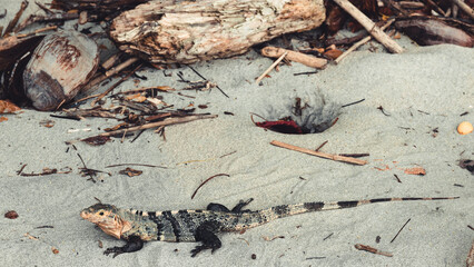 Costa Rica Natural Parks and wonder and birds and wildlife and monkeys
