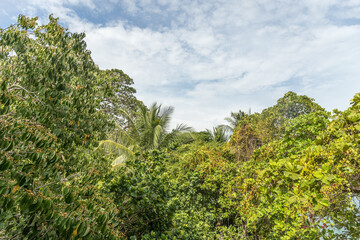 Obraz premium Costa Rica Natural Parks and wonder and birds and wildlife and monkeys