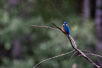 Eisvogel