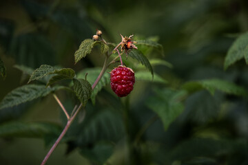 Himbeere am Strauch