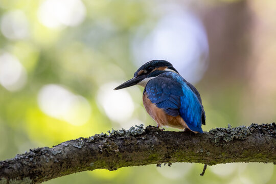 Eisvogel