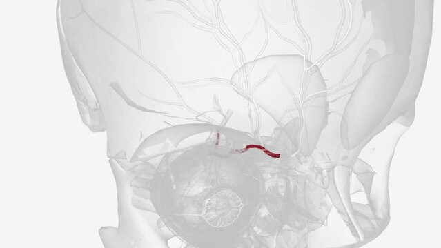 The ophthalmic artery (OA) is an artery of the head. It is the first branch of the internal carotid artery distal to the cavernous sinus