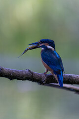 Eisvogel mit Beute