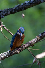 Eisvogel