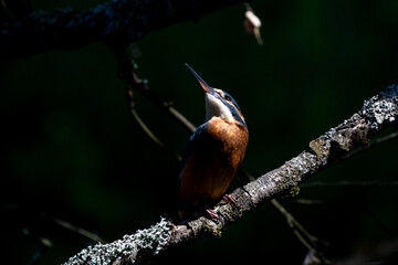 Eisvogel