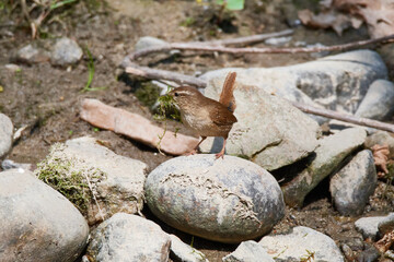 Singendes Zaunkönig Männchen ( Troglodytes troglodytes ) beim Nestbau