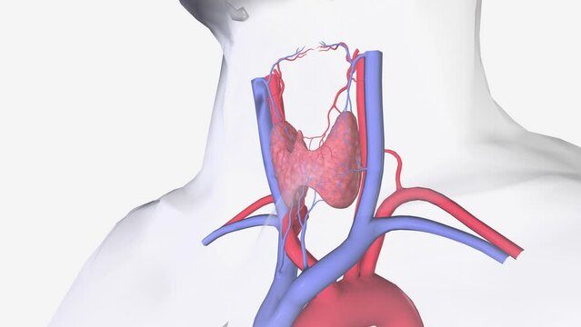 The superior thyroid vein ascends along the superior thyroid artery and becomes a tributary of the internal jugular vein .